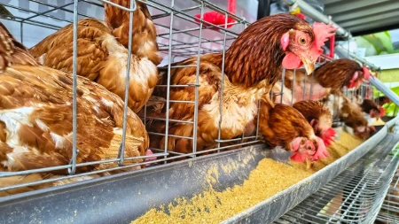 EU priprema promene koje bi mogle da utiču i na Srbiju - kraj kaveza za koke sve bliži?