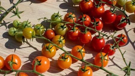 Salmonela u italijanskom paradajzu digla uzbunu - sporna pošiljka završila u Hrvatskoj