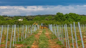 Vinogradari u Hrvatskoj na udaru opasne bolesti - zaraženi zasadi moraju da se krče, kazne do 3.890 evra