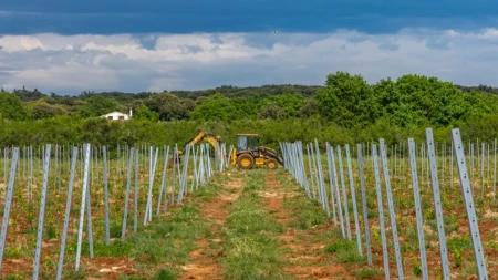 Vinogradari u Hrvatskoj na udaru opasne bolesti - zaraženi zasadi moraju da se krče, kazne do 3.890 evra