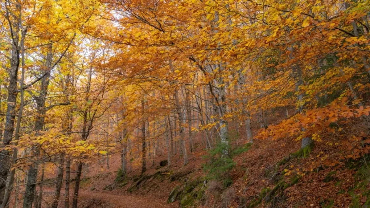 Prevara je uspela - ubedili su Norvežane da kupuju zlato i ostavljaju ga u šumi