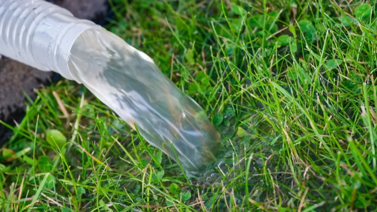 Bolje rešenje za baštu od trave - biljka koja traži manje zalivanja izgleda prelepo