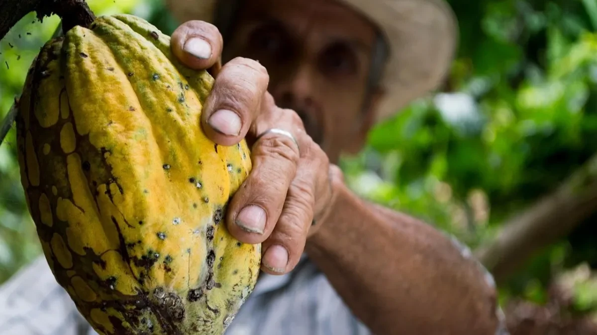 Krave više nisu najisplativije - farmeri preoravaju farme i sade biljku koja donosi mnogo više