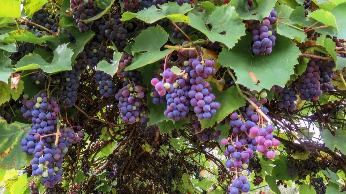 Farmeru ostalo 1.600 tona grožđa koje nema kome da proda - rod vredan velikog novca mogao bi da propadne