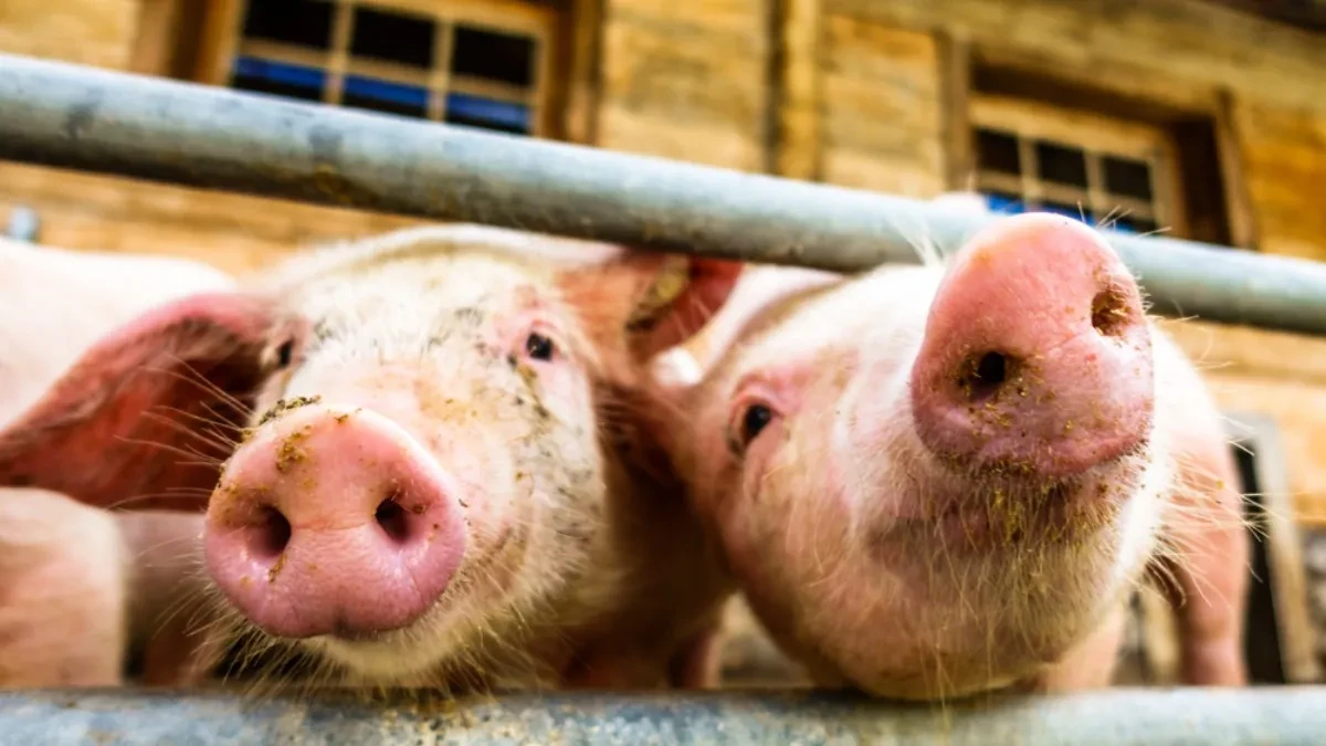 Ostavili 8.000 svinja godišnje i prešli na pečurke - porodična farma pronašla novi biznis u starim štalama