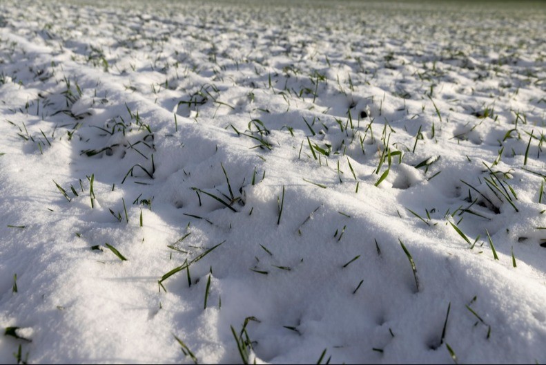 Ratari bez brige - pšenica na njivama u odličnom stanju 