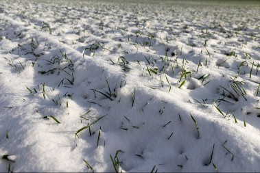 Ratari bez brige - pšenica na njivama u odličnom stanju 