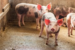 Šta se dešava na stočnim pijacama širom Srbije - pale cene prasića