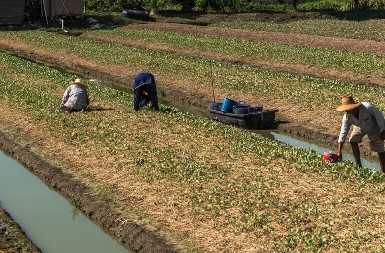 Najskuplje voće na svetu - ko može da plati 8.000 dolara za grozd grožđa?