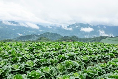 Dobro podnosi hladnoću, čak i velike minuse - kilo ovog povrća košta oko 220 dinara
