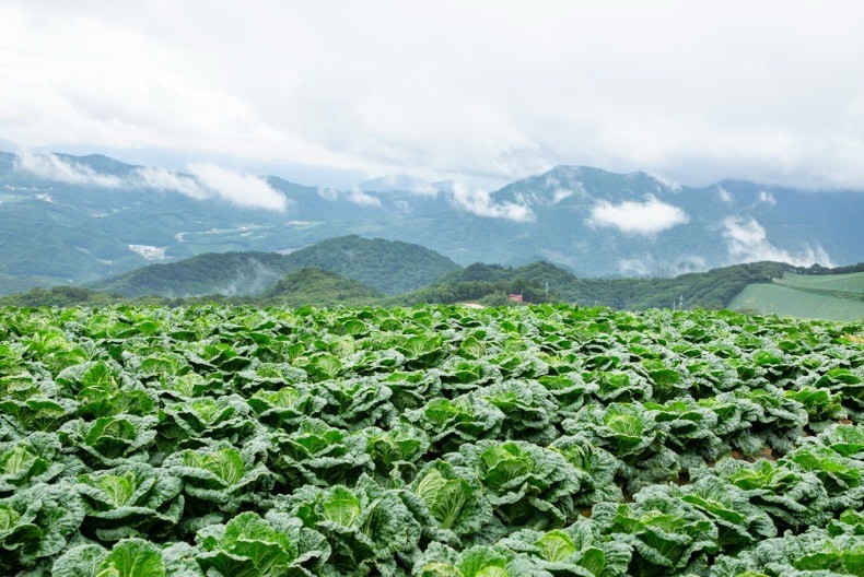 Dobro podnosi hladnoću, čak i velike minuse - kilo ovog povrća košta oko 220 dinara