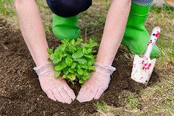 Zlatna šansa za srpske poljoprivrednike - biljka koja donosi zaradu i do 7.000 evra