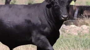 Kakav bik? Strašan Bik! - a i skup, vredi 143.000 evra (FOTO)