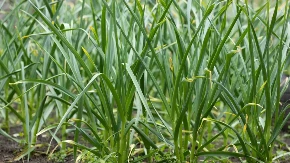 Seje se u proleće - biljka koju je najlakše prodati, a zarada do 25.000 evra