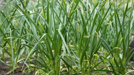 Seje se u proleće - biljka koju je najlakše prodati, a zarada do 25.000 evra