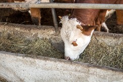 Braća ostala na dedovini - sada pod krovom sedmoro dece a u štalama preko 100 grla stoke 