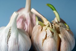 Sa najobičnijom kutijom za jaja - otkrio je trik za sadnju belog luka i raspametio ljude (VIDEO)