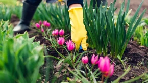 Iz malog mesta do velikog uspeha - svi pričaju o njenom cveću 