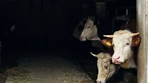 Uzgajivači u neverici - dok mlada grla pojeftinjuju, cene krava i prasadi drastično rastu