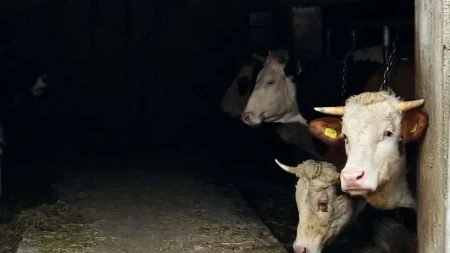 Uzgajivači u neverici - dok mlada grla pojeftinjuju, cene krava i prasadi drastično rastu