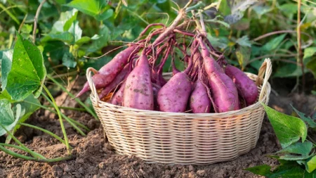 Zdrav proizvod, rastuća potražnja, odlična cena - kultura koja donosi i do 10.000 evra po hektaru 