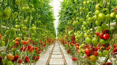 Novi način uzgoja hrane zaludeo je internet - ne treba zemlja, nema korova (VIDEO) 