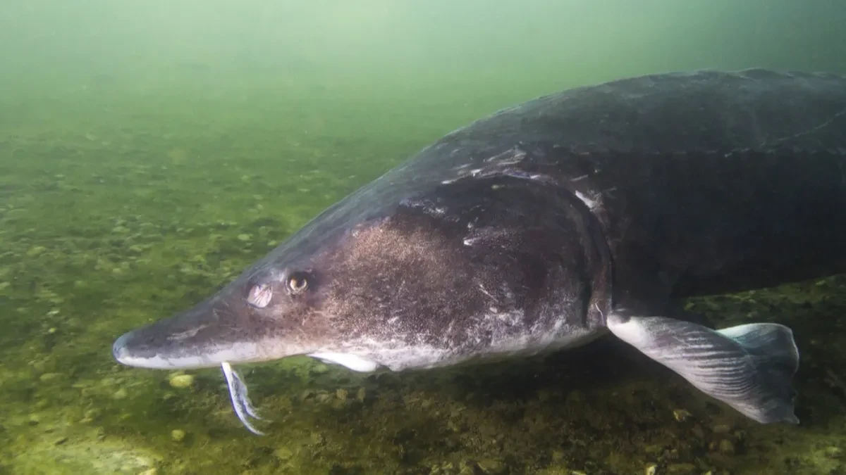 Kraljica Dunava, dostiže dužinu bele ajkule - od nje se dobija kavijar čija cena dostiže 20.000 evra po kilogramu