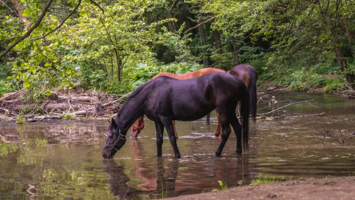 Vredi je videti bar jednom u životu - bajkovita srpska reka, kao iz "Gospodara prstenova"