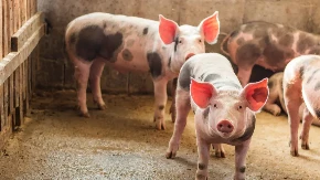 Cene stoke skaču - prasad i jagnjad u vrtoglavom rastu