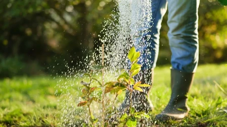 Od plastenika do miliona - borovnica, "plavo zlato" domaće poljoprivrede 