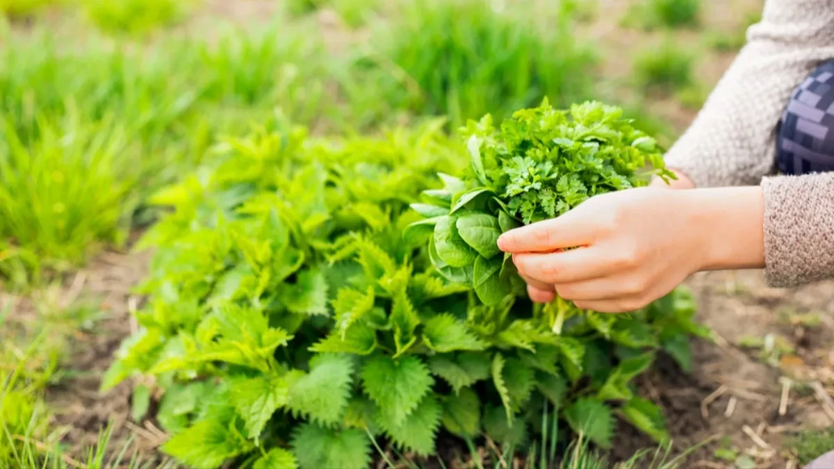 Nije za bacanje - biljka koju svi gazimo sada donosi ozbiljne pare