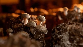 Zarada do 11.000 evra - ovaj biznis u Srbiji radi tokom cele godine