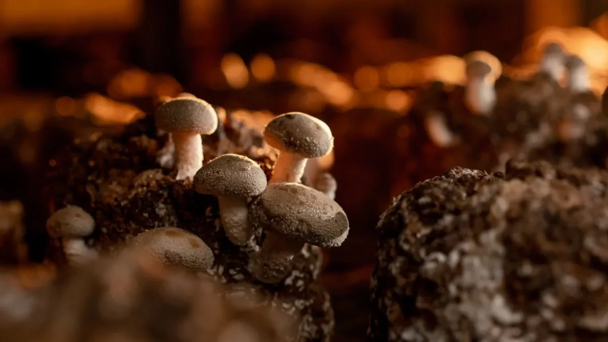 Zarada do 11.000 evra - ovaj biznis u Srbiji radi tokom cele godine