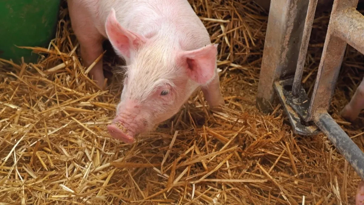 Poskupljuju junad, svinje i jagnjad - cene stoke naglo skočile pred Uskrs