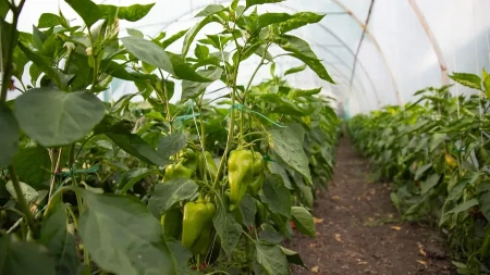 Nemačka metoda sadnje paprika zaludela internet - nama kopanja a prinos duplo veći (VIDEO)