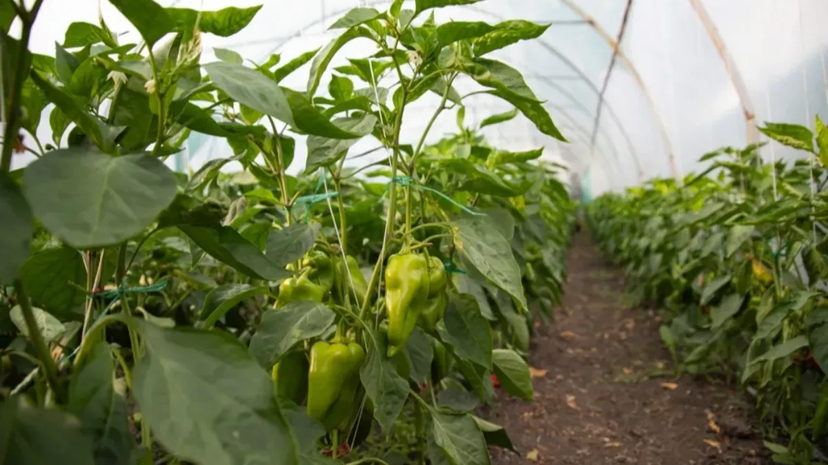 Nemačka metoda sadnje paprika zaludela internet - nama kopanja a prinos duplo veći (VIDEO)