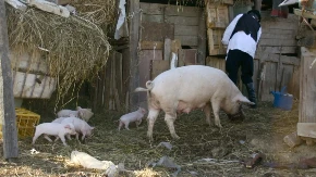  Prasad i jagnjad diktiraju tržište - različite cene na stočnim pijacama širom Srbije