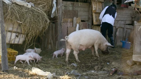  Prasad i jagnjad diktiraju tržište - različite cene na stočnim pijacama širom Srbije