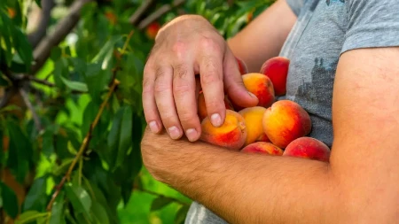 Biće nektarina, šljiva, jabuka...srpski voćari lakše dišu, nakon mrazeva, stiže bolji rod