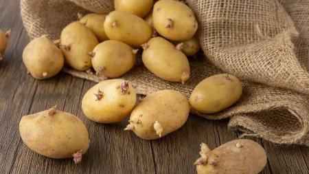 Krompir ovih dana ima čudan ukus? Stručnjak objašnjava na šta paziti prilikom kupovine