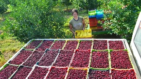 Posle skupog početka sezone stigle domaće trešnje - kupci odmah primetili razliku