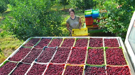 Posle skupog početka sezone stigle domaće trešnje - kupci odmah primetili razliku