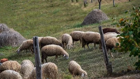 Cena stoke ponovo oscilira - negde pale cene prasadi, negde poskupela jagnjad