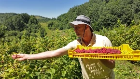 Berba malina je počela - ministarstvo poljoprivrede najavljuje kontrole