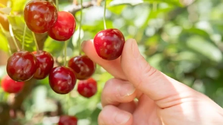 Sa 20 evra pale na 2 - trešnje na jednom imanju u Hrvatskoj građani beru sami 