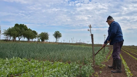 Nema odmora u junu - šta srpski poljoprivrednici sada masovno sade, a šta "trče" da oberu