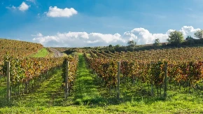 Zovu ga "Mala Toskana" - blizu Beograda su pravili vino koje se služilo na dvorovima