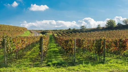 Zovu ga "Mala Toskana" - blizu Beograda su pravili vino koje se služilo na dvorovima