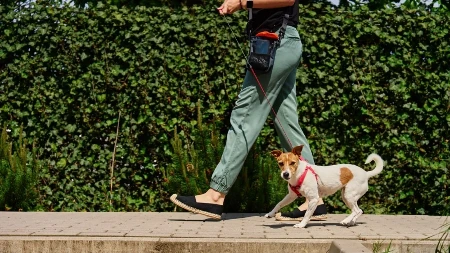Samo od čuvanja pasa zaradi 1.000 dolara mesečno - IT menadžerka otkrila formulu za dodatni prihod