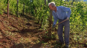 Slede inspekcije i povraćaj subvencija – država češlja malinjake širom Srbije